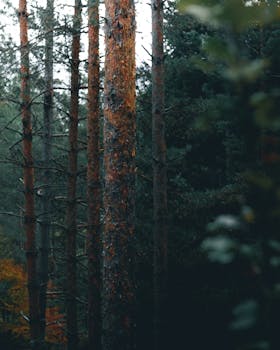 Eerie autumn forest with misty trees in Брезница, Bulgaria capturing the essence of fall.