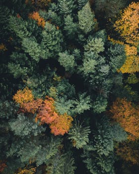 A breathtaking aerial view showcasing vibrant autumn colors in a diverse forest landscape.