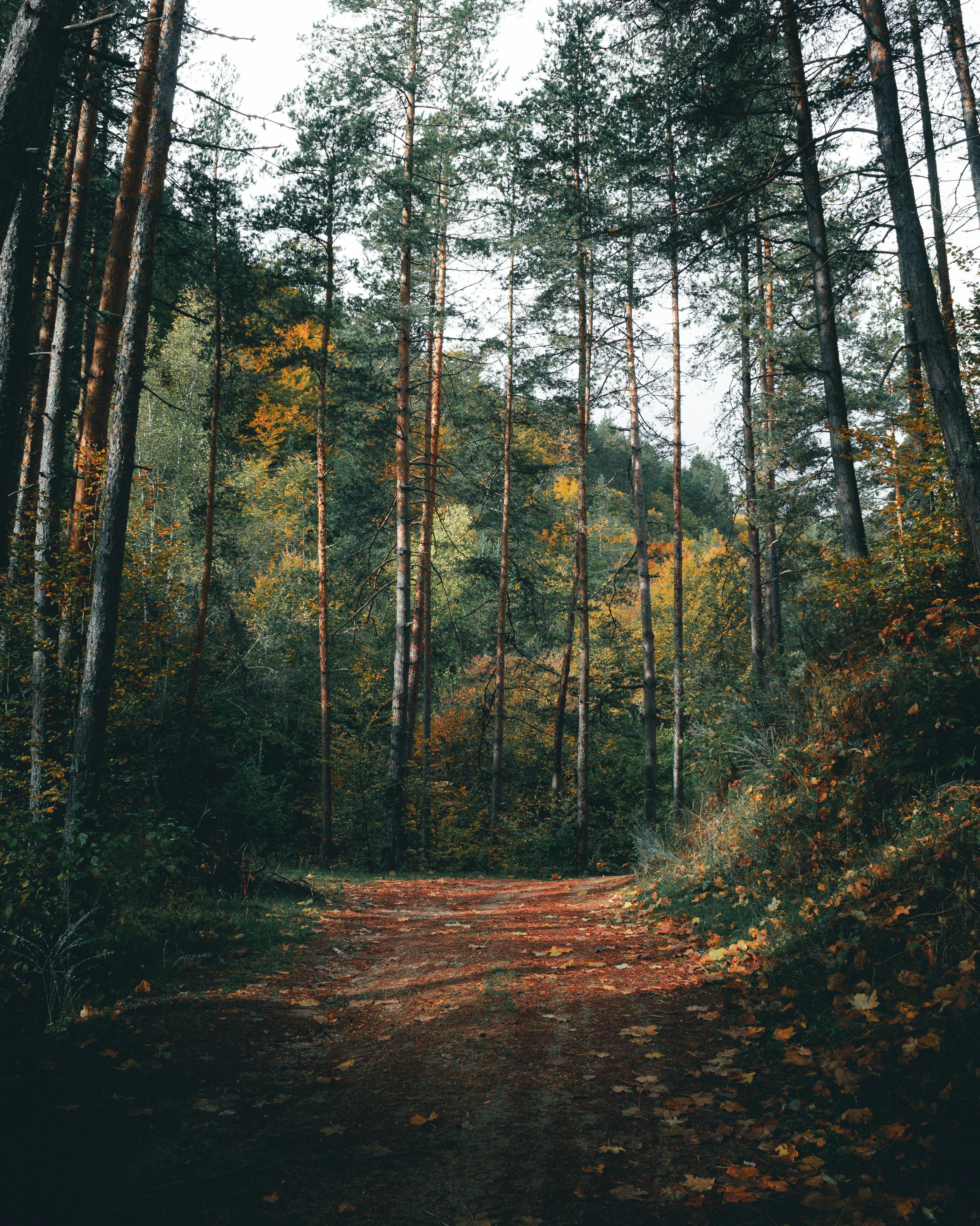 Explore the serene beauty of an autumn forest path in Брезница, Bulgaria, enveloped in moody tones and vibrant fall foliage.