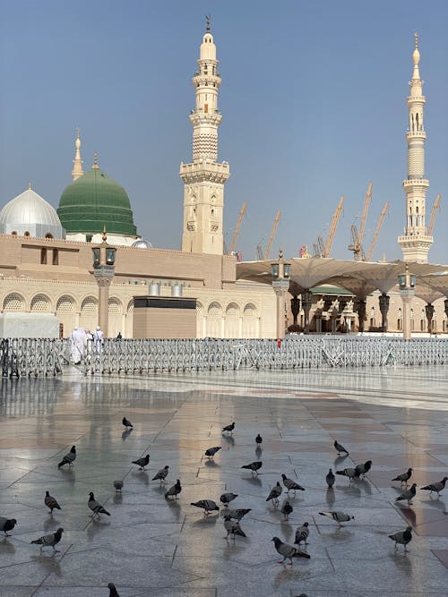 イスラム教, サウジアラビア, ハトの無料の写真素材