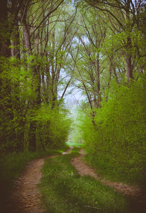 Free A dirt road in the woods with green trees Stock Photo