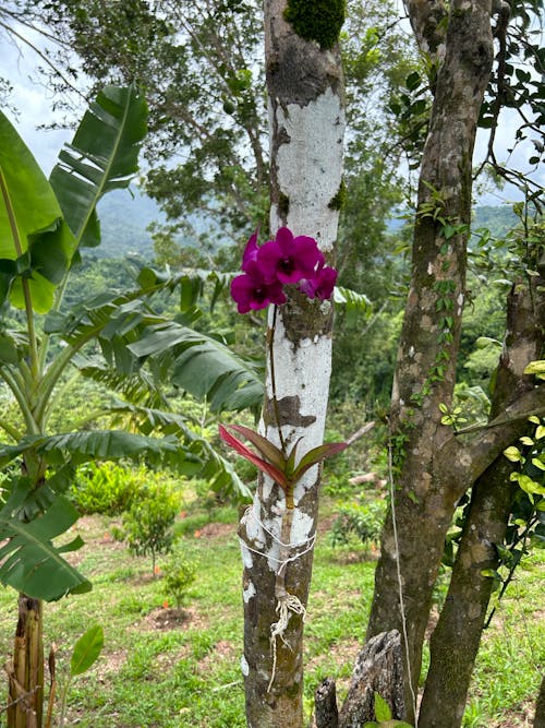 Ingyenes stockfotó gyönyörű orchidea, gyönyörű virág, orchidea témában