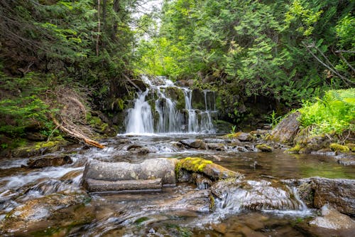Immagine gratuita di boschi, cascata, creek