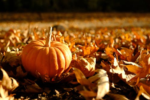 Pumpkin and Fallen Leaves 