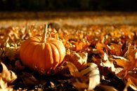 A vibrant orange pumpkin surrounded by autumn leaves in a sunlit park setting.