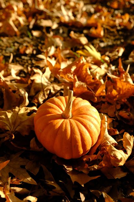 A vibrant pumpkin surrounded by autumn leaves, capturing the essence of fall.