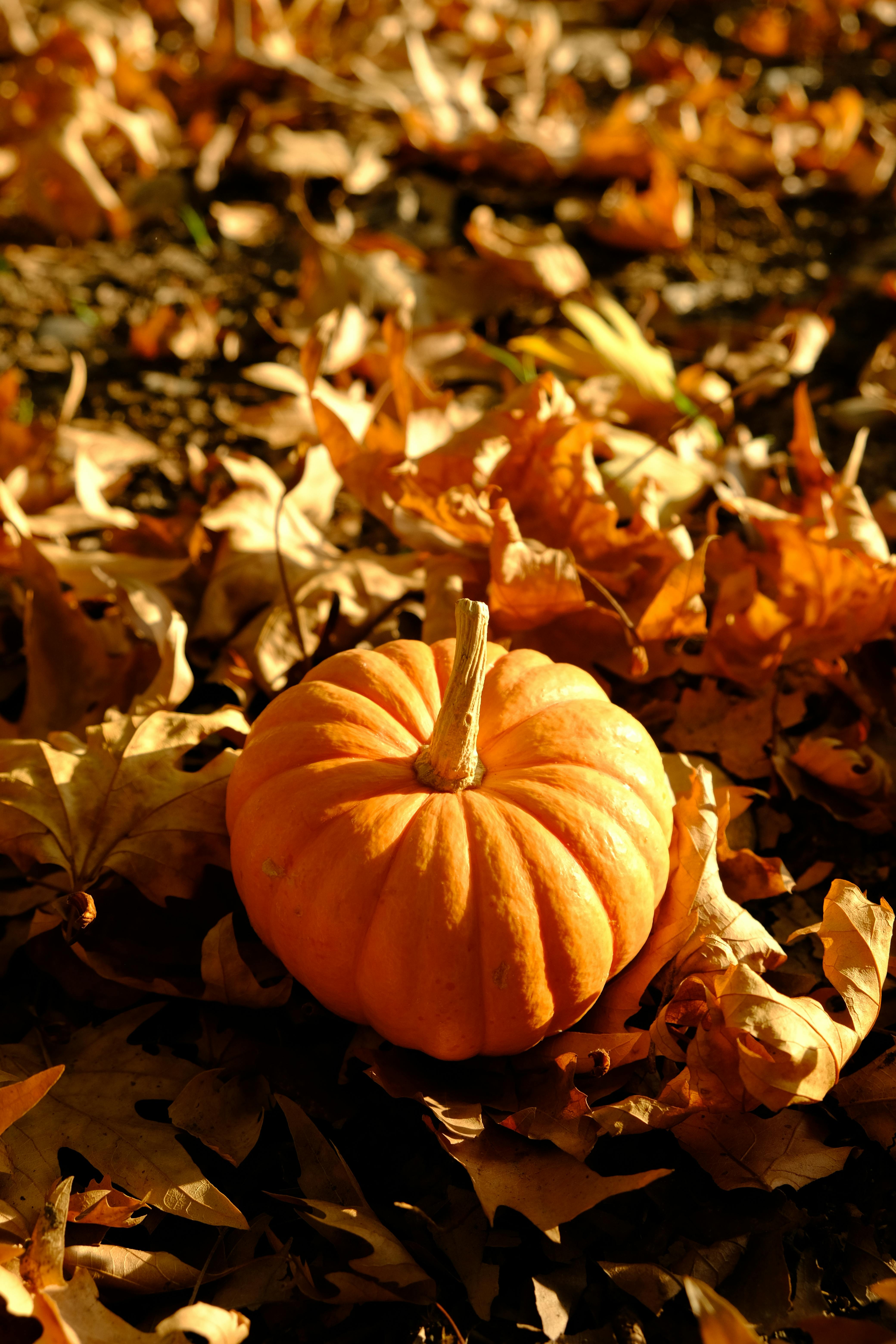 Pumpkins on Stairs in Front of A Door · Free Stock Photo