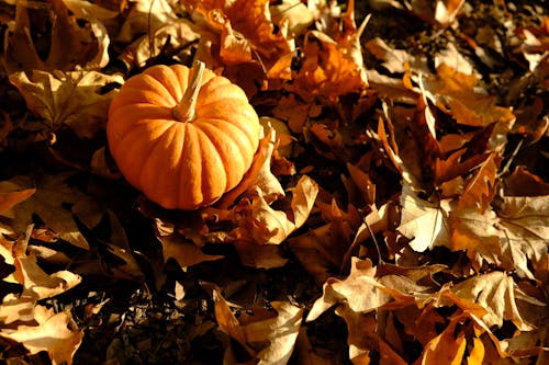 Gratis stockfoto met 31 oktober, aarde, bladeren