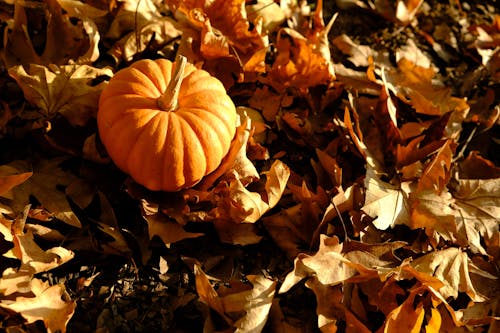 Ingyenes stockfotó darált, esés, halloween témában