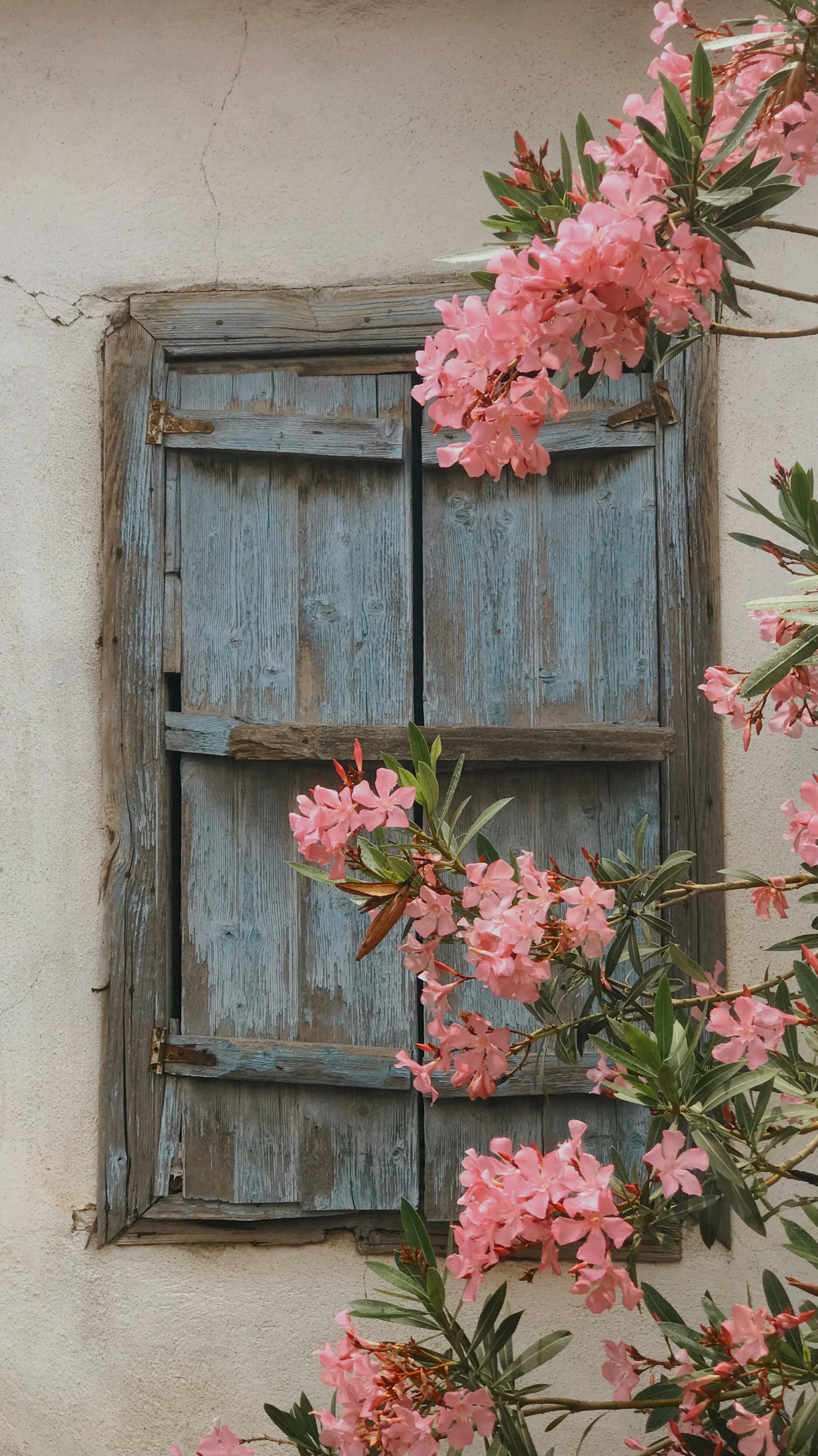 Rustic blue window framed by vibrant pink oleander flowers, evoking a vintage charm.