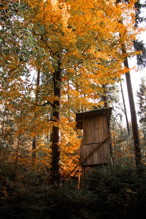 Fotobanka s bezplatnými fotkami na tému chalupa, jeseň, les