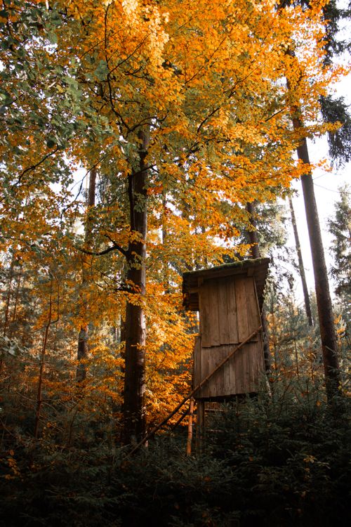 Free A rustic wooden shack nestled in a vibrant autumn forest in Oberviechtach, Germany. Stock Photo