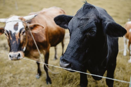 Безкоштовне стокове фото на тему «дріт, корови, паркан»