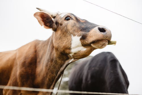 Fotos de stock gratuitas de cerca, fotografía de animales, ganado