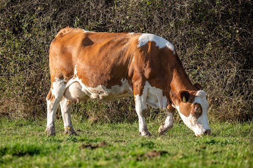 Fotos de stock gratuitas de agricultura, fotografía de animales, ganado