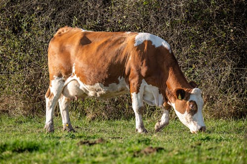 Immagine gratuita di agricoltura, azienda agricola, bestiame