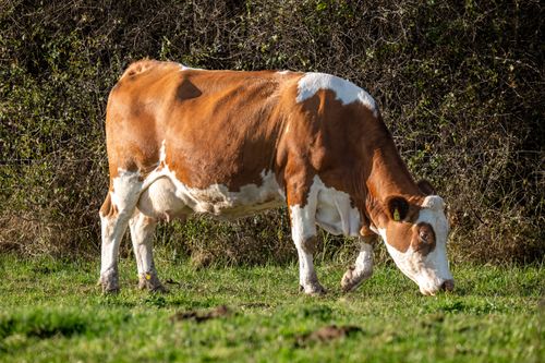 Free A cow grazing in a lush pasture in Palešnik, Croatia, bright day. Stock Photo