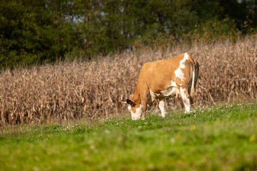Základová fotografie zdarma na téma fotografování zvířat, hřiště, kráva
