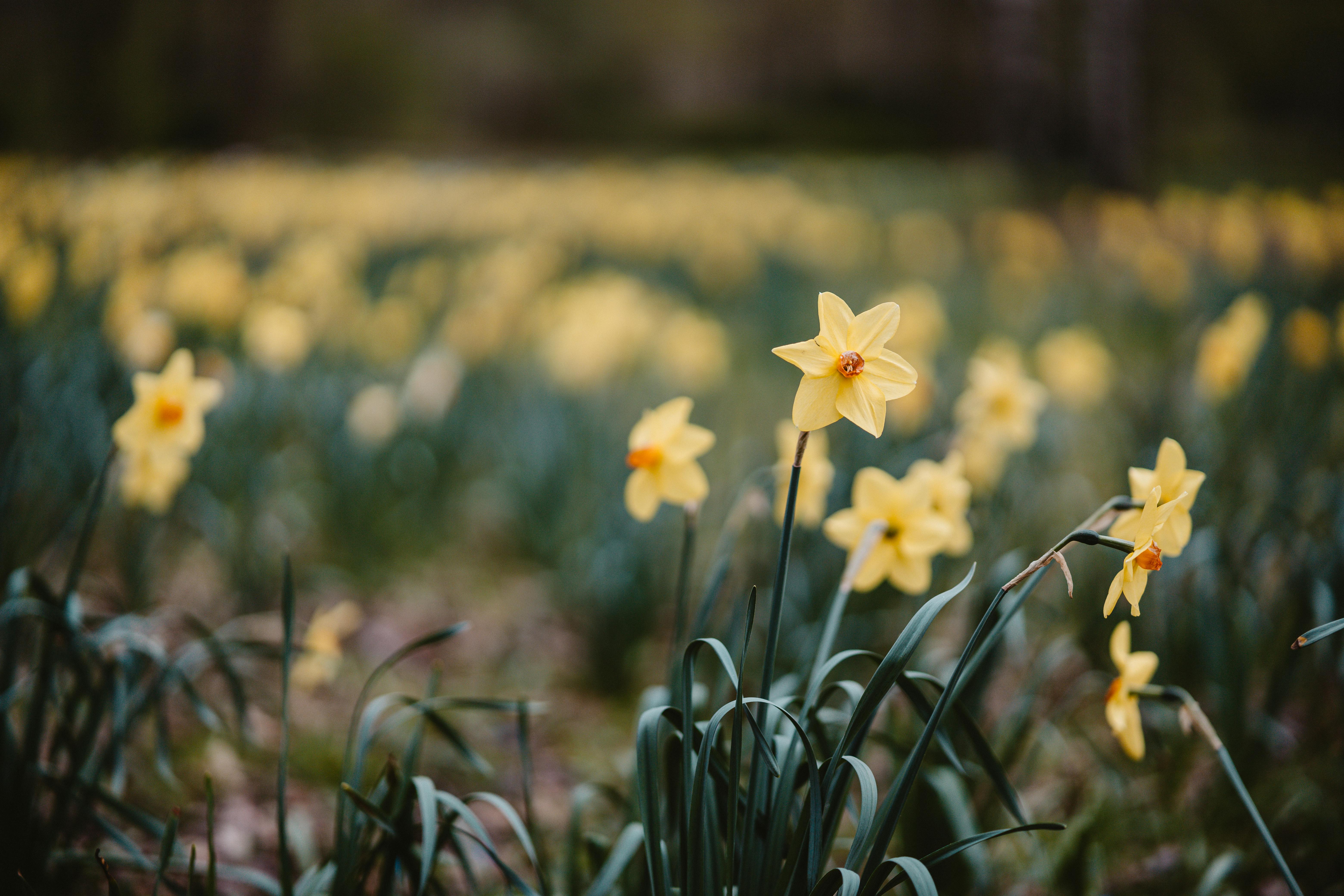Bright yellow daffodils in full bloom during springtime in a Berlin field.