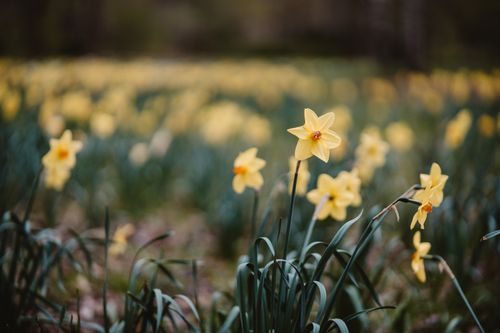 Free Bright yellow daffodils in full bloom during springtime in a Berlin field. Stock Photo