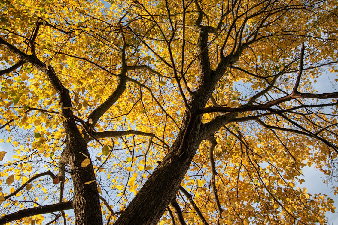 Yellow Leaves on Tree in Autumn