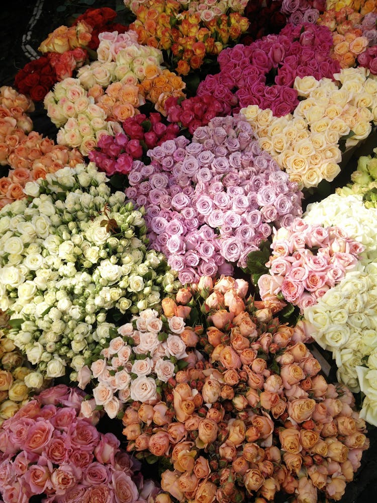 Selection Of Colorful Roses