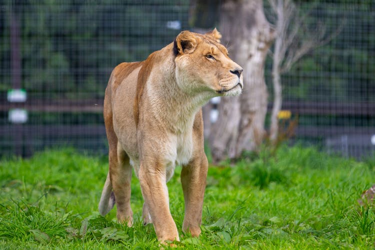 Lioness In Zoo