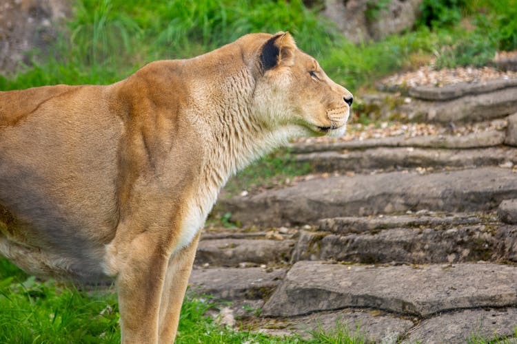 Close Up Of Lioness