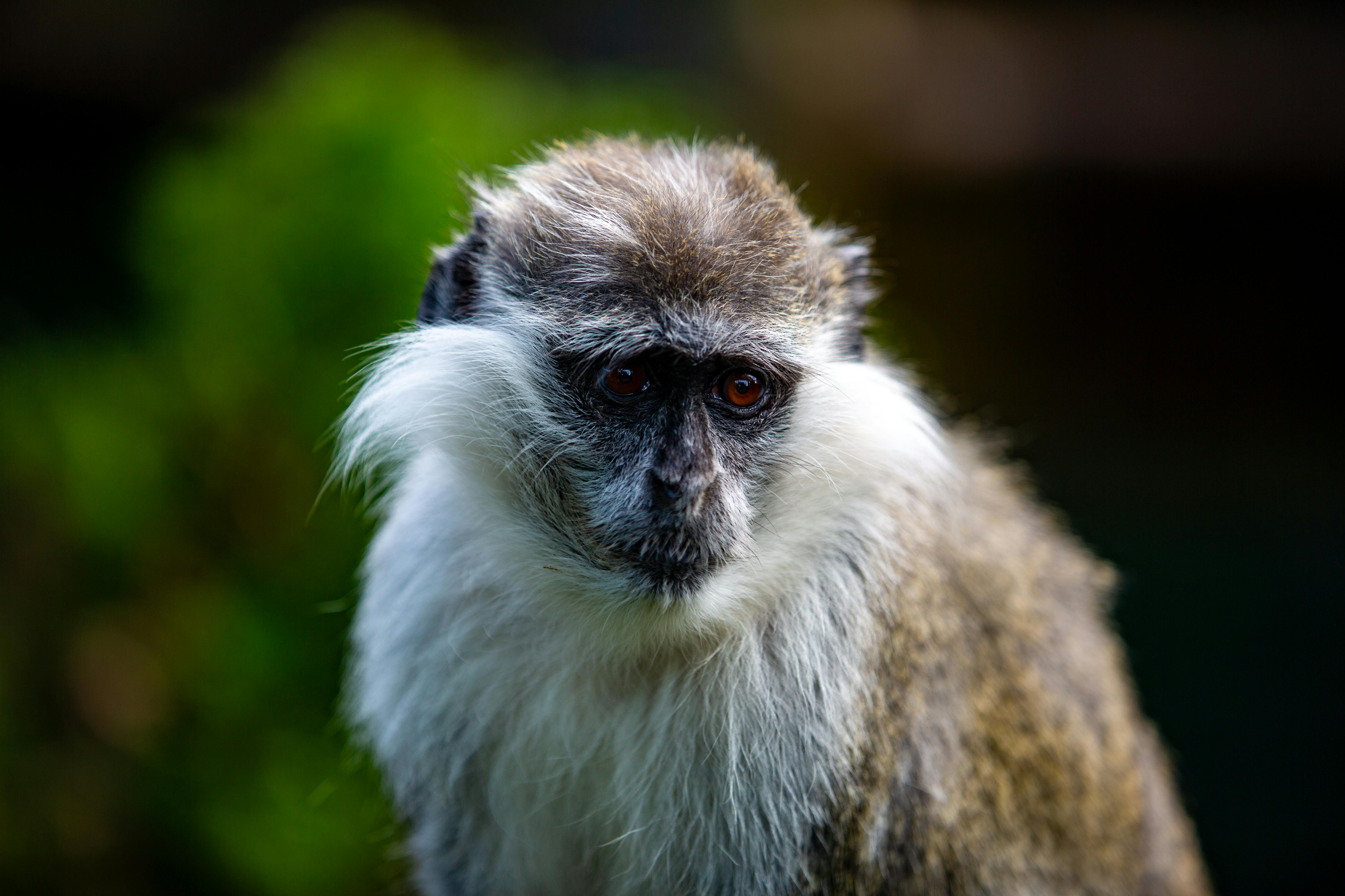 Close up of Badger · Free Stock Photo