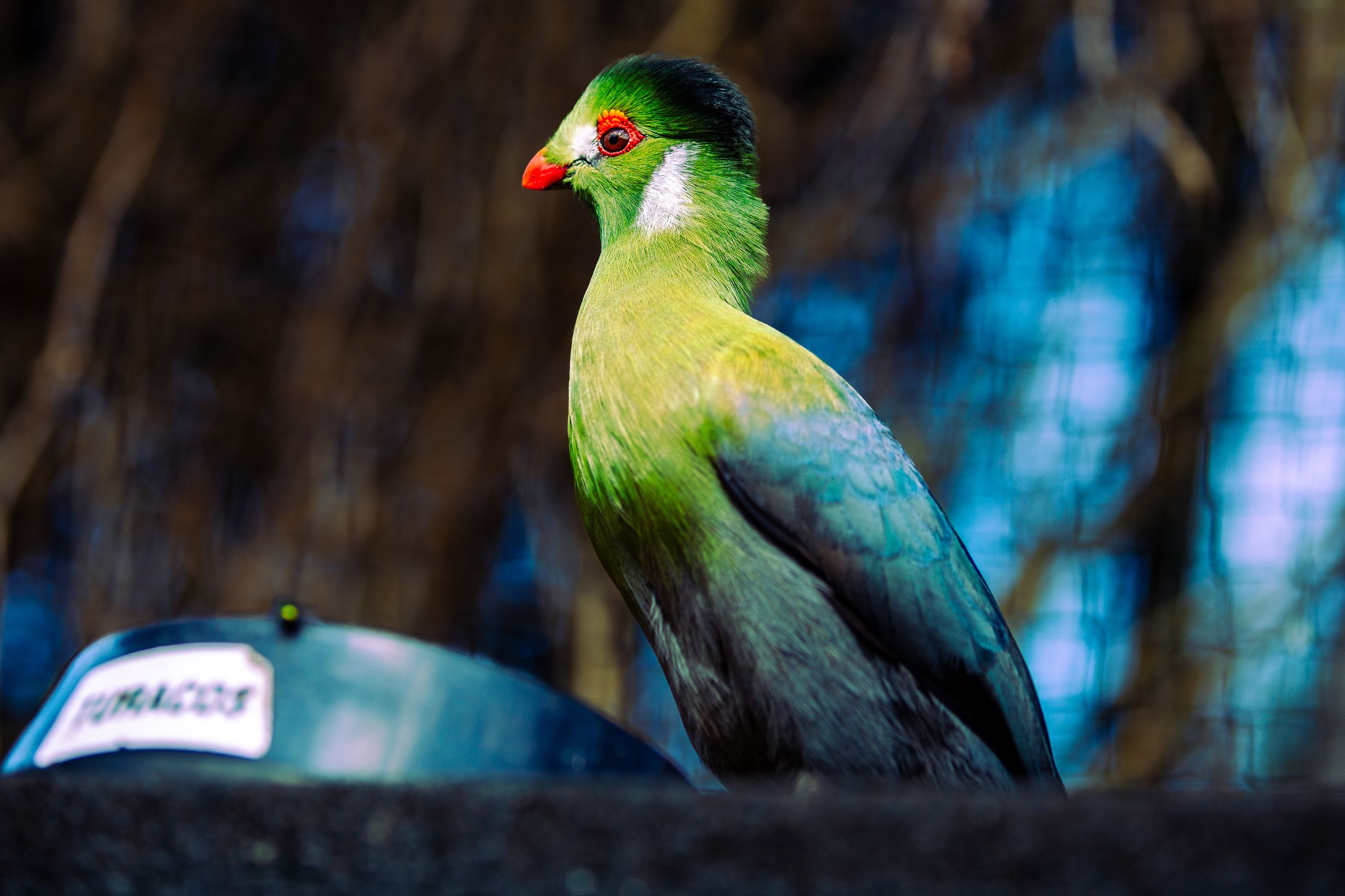 Turaco Costa Rica Close up of Turaco Bird · Free Stock Photo