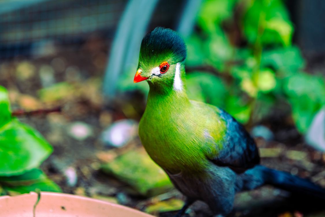 Turaco Fluff Close up of Turaco Bird · Free Stock Photo