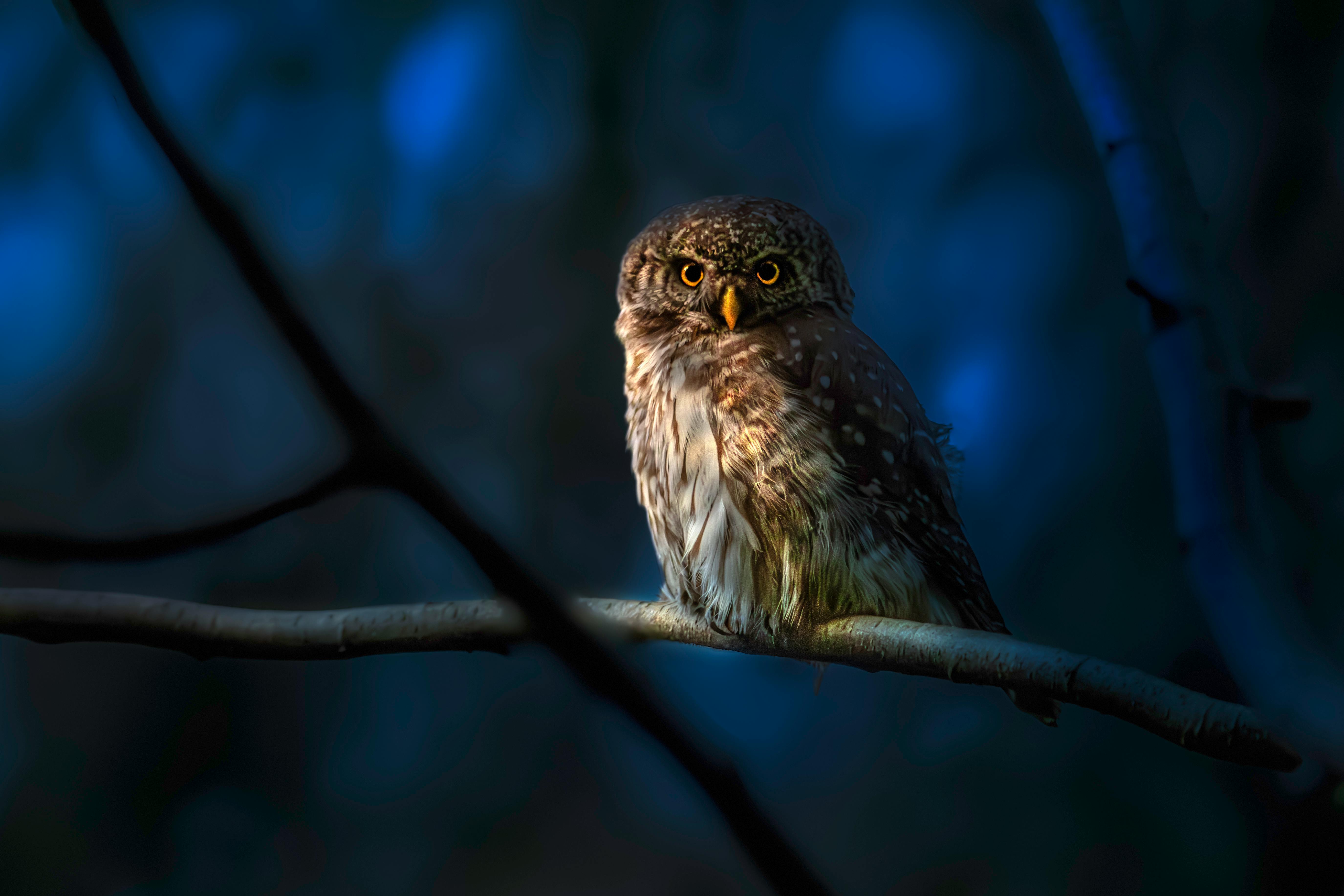 a small owl sitting on a branch in the dark