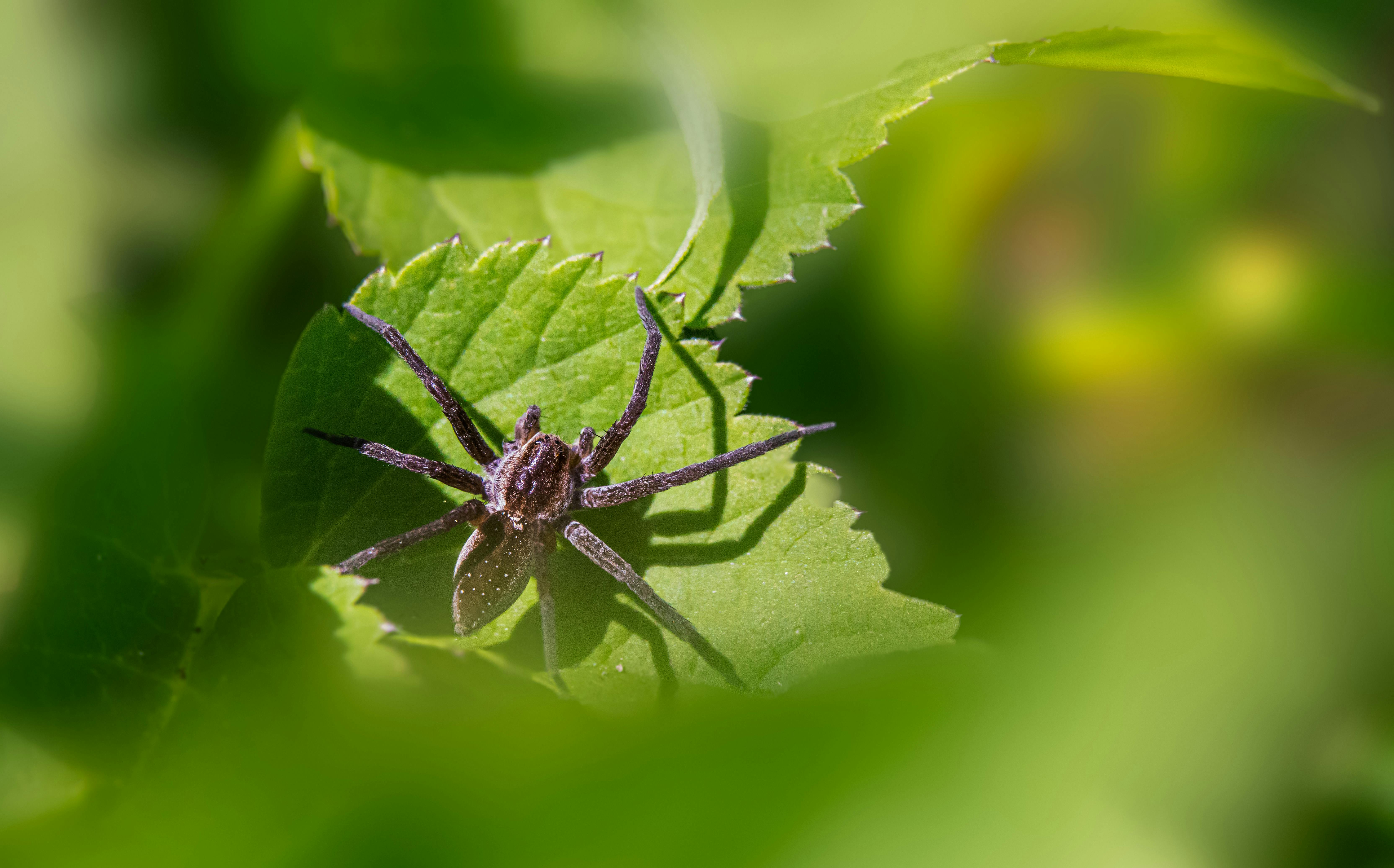 Macro shot of a spider resting on a sunlit green leaf outdoors.