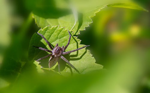 A spider is sitting on a leaf in the middle of a green leaf