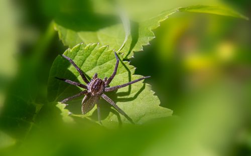 Free Macro shot of a spider resting on a sunlit green leaf outdoors. Stock Photo