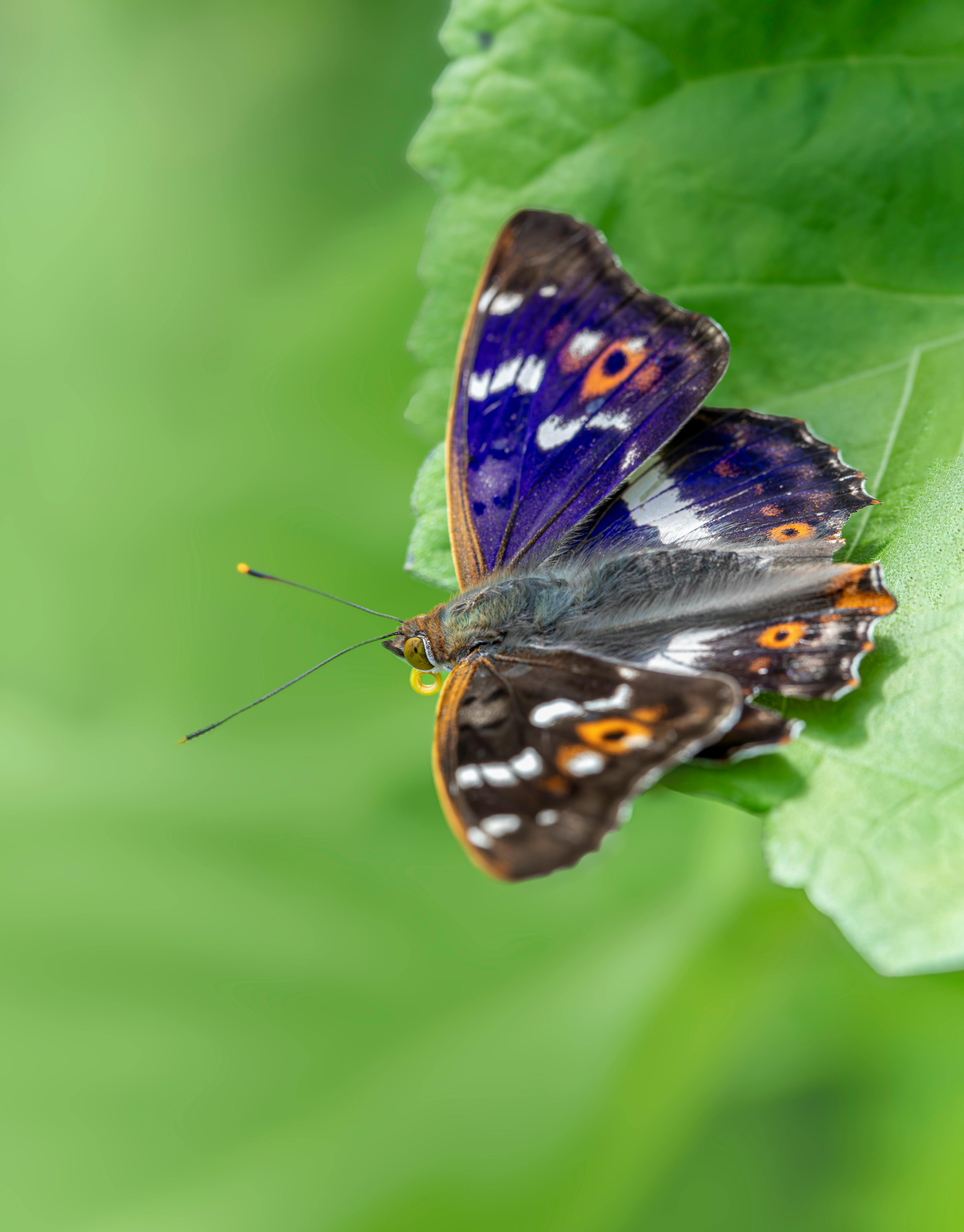 a butterfly is sitting on a leaf with green background