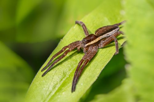 Free Close-up of a spider resting on a green leaf in natural habitat. Stock Photo