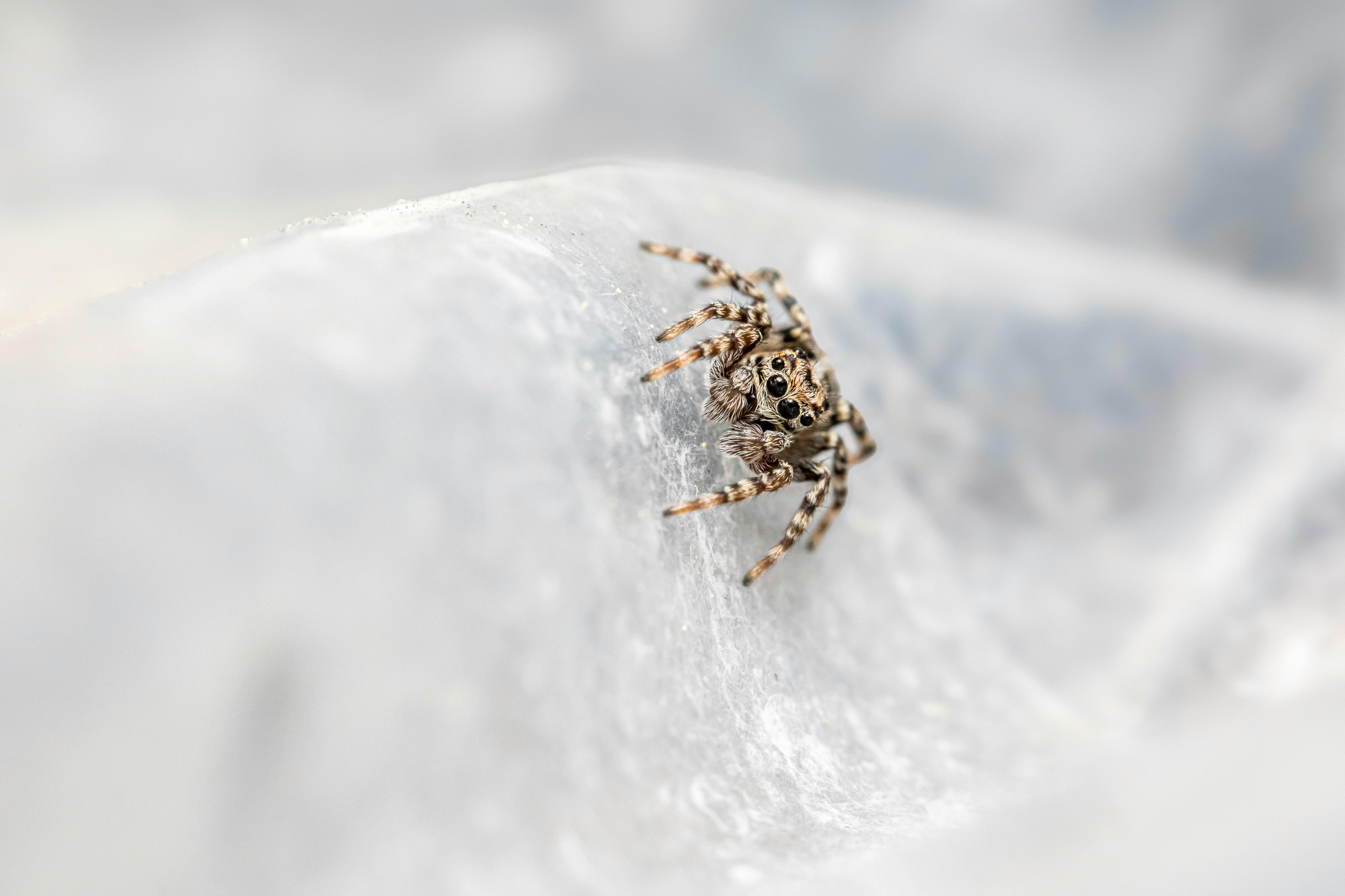 a small spider sitting on top of a white surface