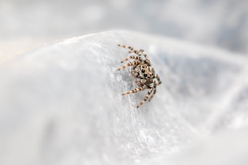 A small spider sitting on top of a white surface