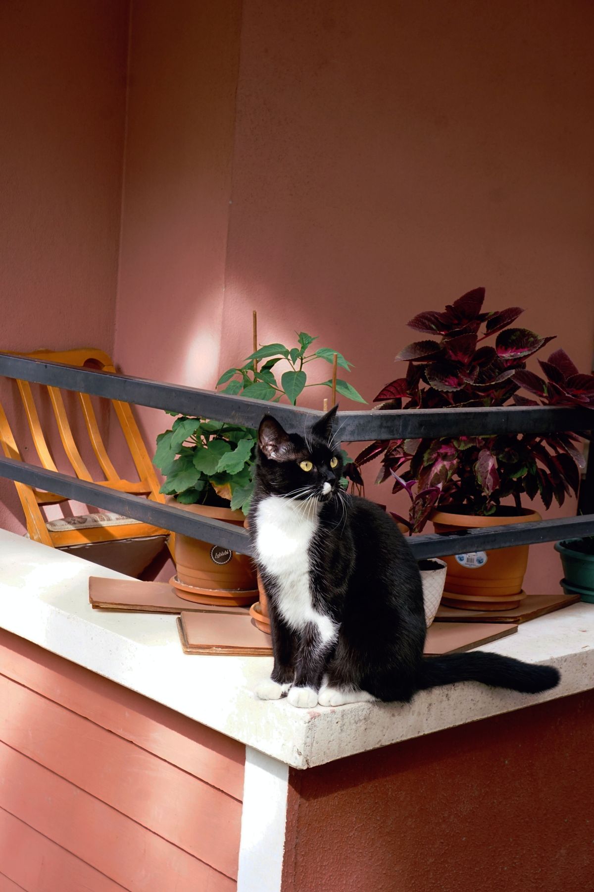 Cat on a balcony