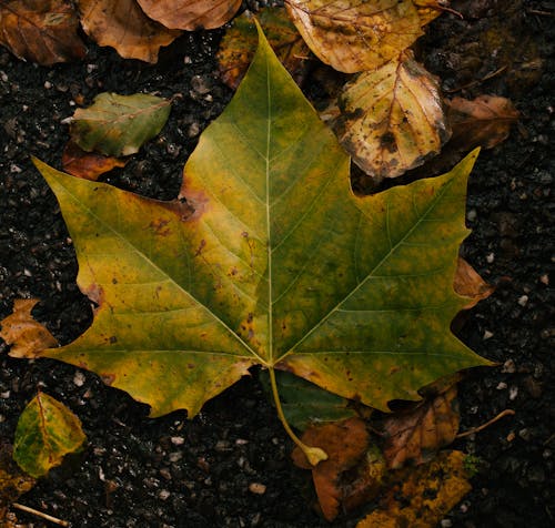 Foto d'estoc gratuïta de caure, fulla caiguda, natura