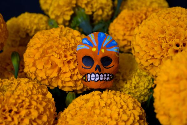 Painted skull among marigold blooms — Marco Ramos on Pexels