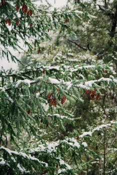 Close-up of snow-covered evergreen branches with pine cones in winter, Bariloche.