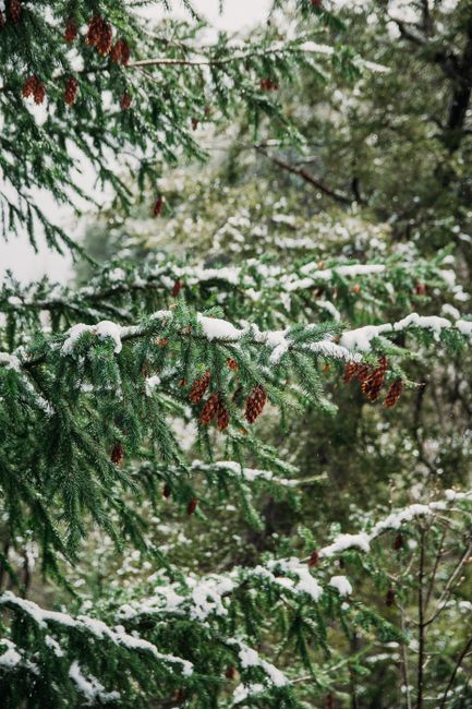 Close-up of snow-covered evergreen branches with pine cones in winter, Bariloche.