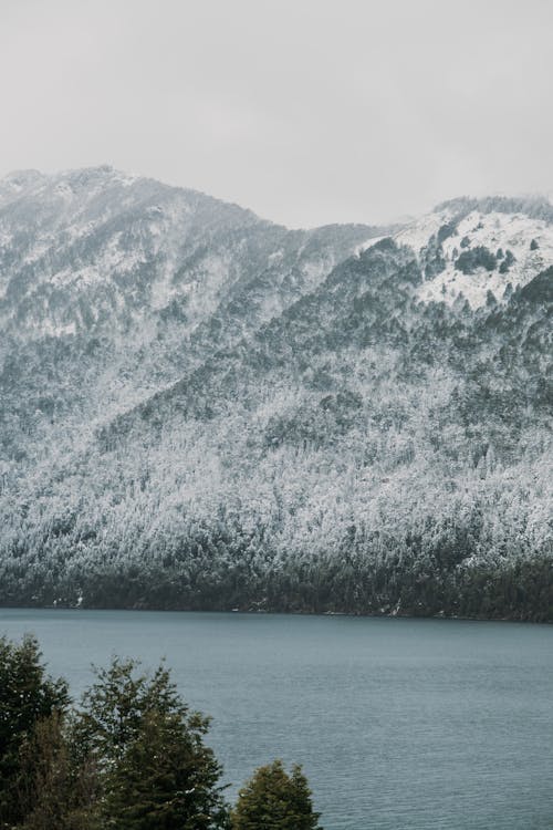 Foto d'estoc gratuïta de arbres, cobert de neu, cos d'aigua