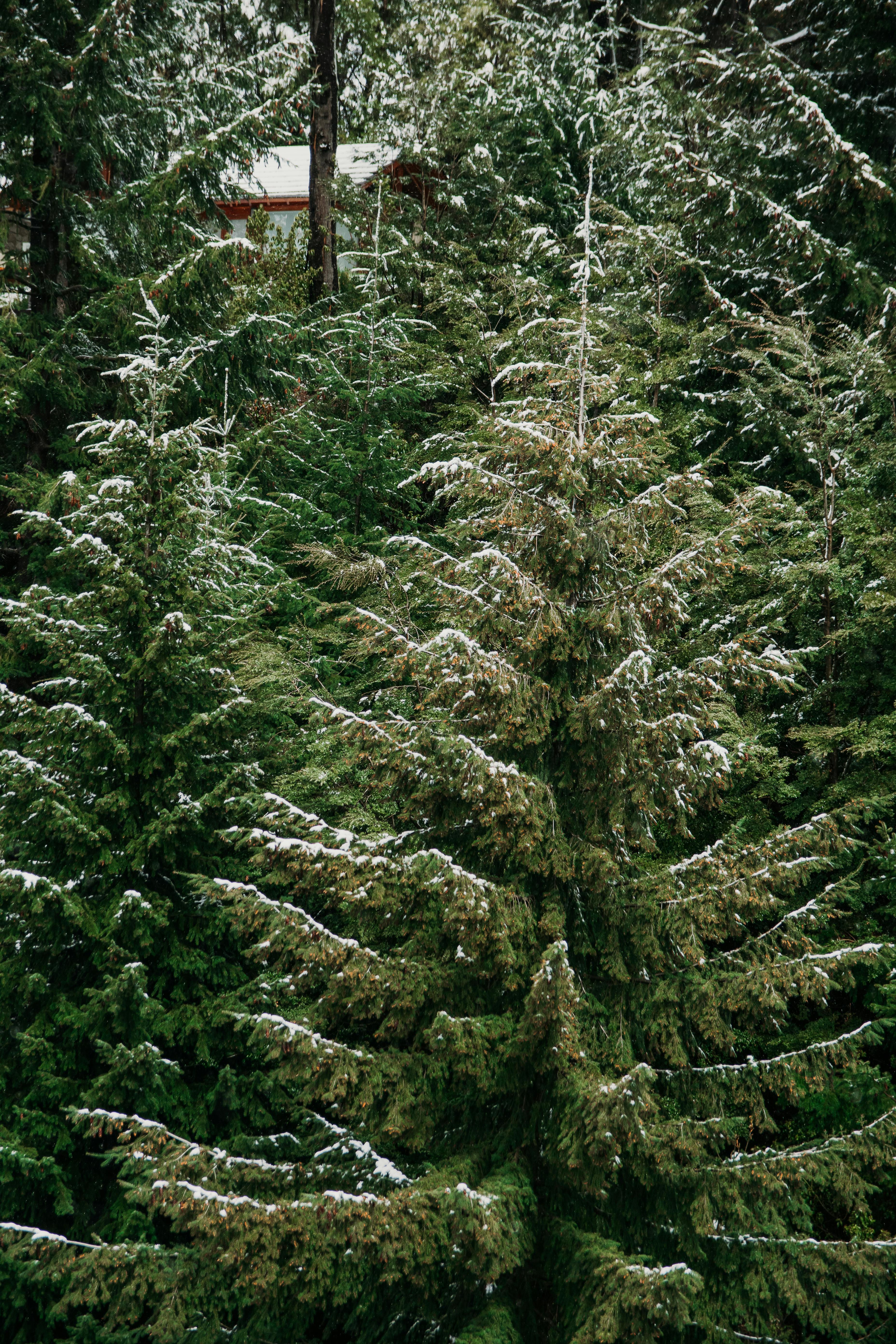 A serene winter scene with snow-dusted evergreen trees in a quiet forest.
