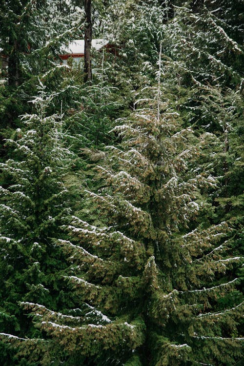 Foto d'estoc gratuïta de arbres, branques, conífera