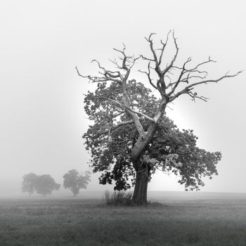 Family Tree