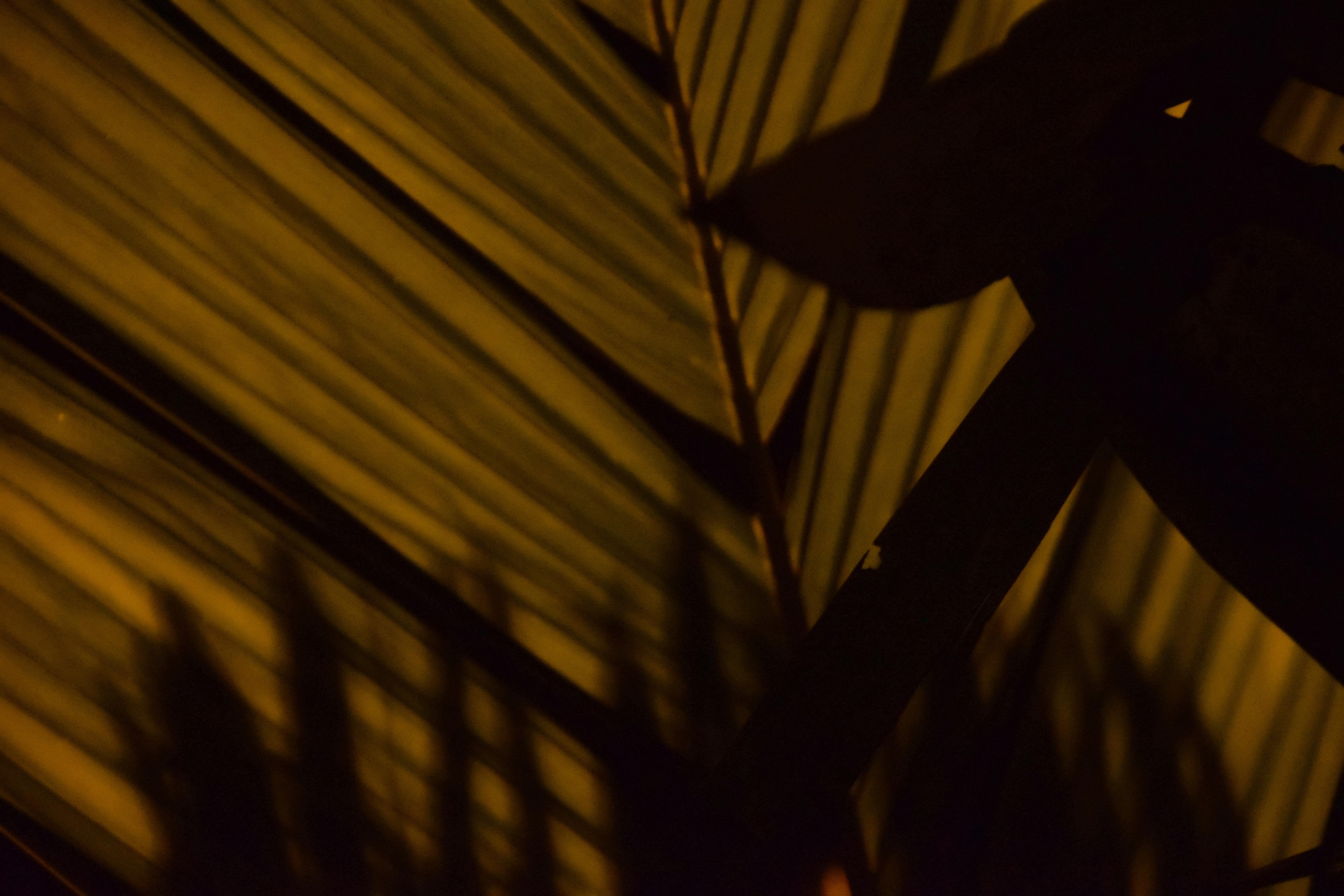 Free stock photo of night, palm, palm leaf