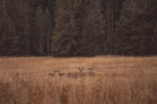 Roe Deer in a Brown Field